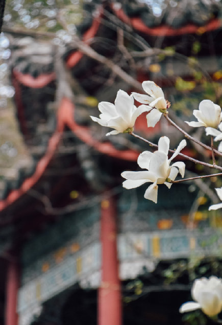 幸福像花儿一样！福州美成童话！