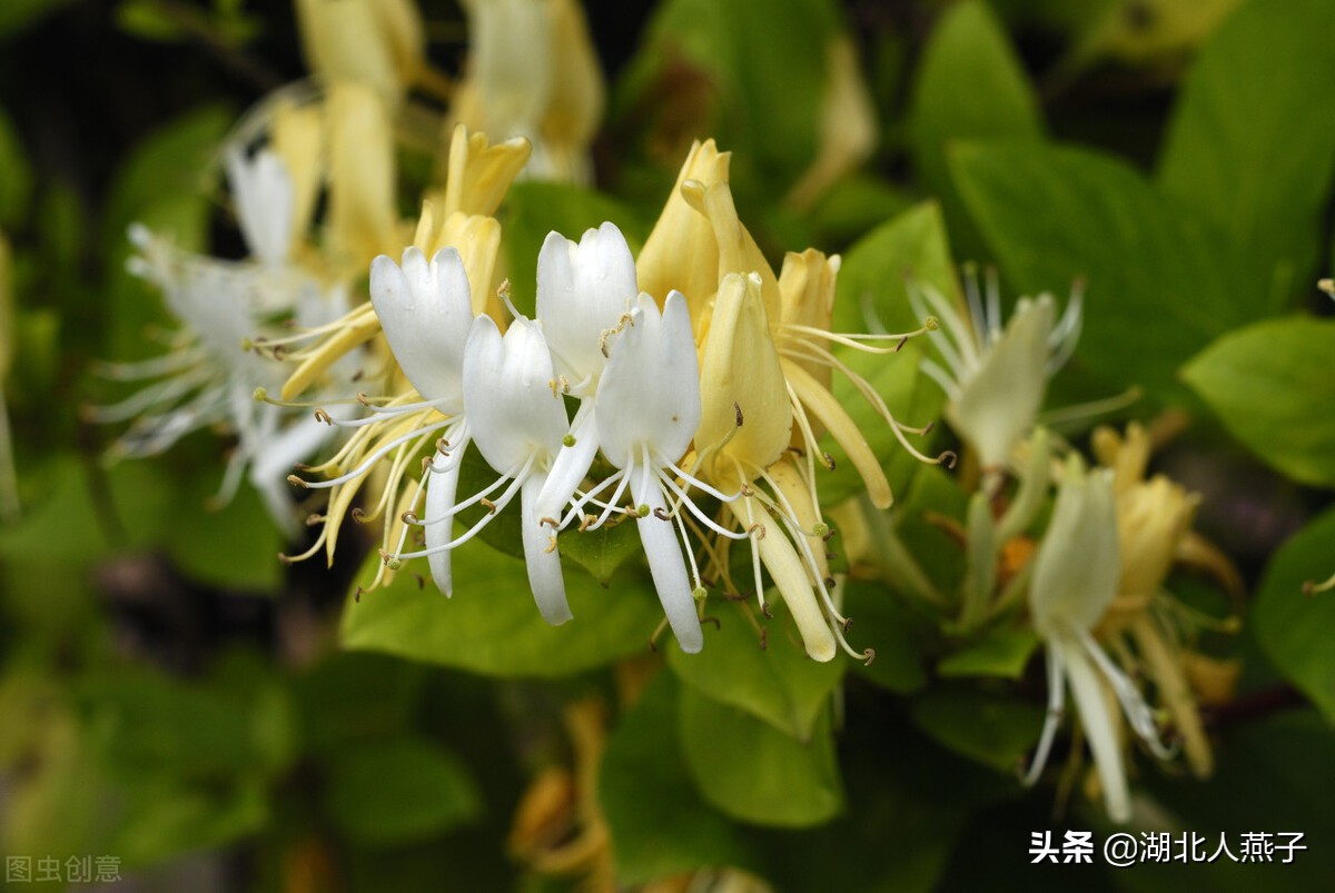 野菜的种类和做法（带你见识不同的野菜和吃法） 87