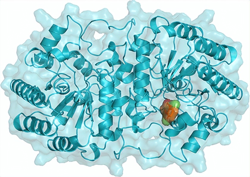 蛋白质遇上AI，突破天然与化学合成的边界，无限场景应用