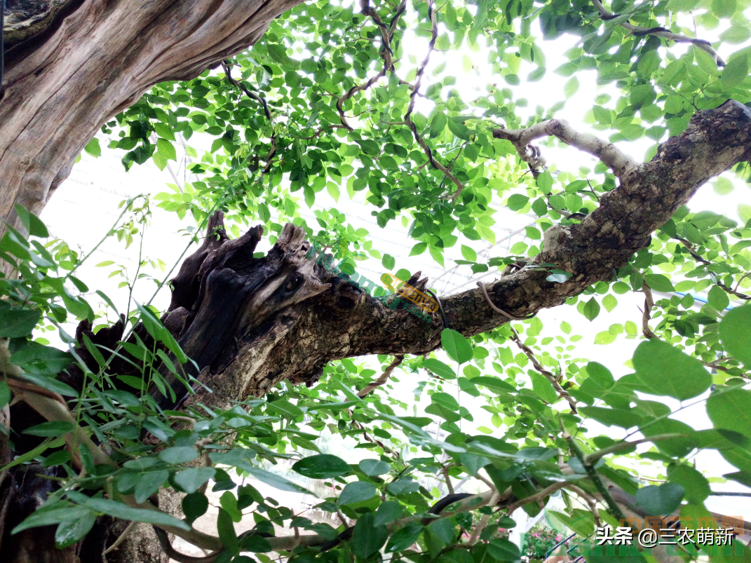鸡翅木价格多少钱一方种花不如种