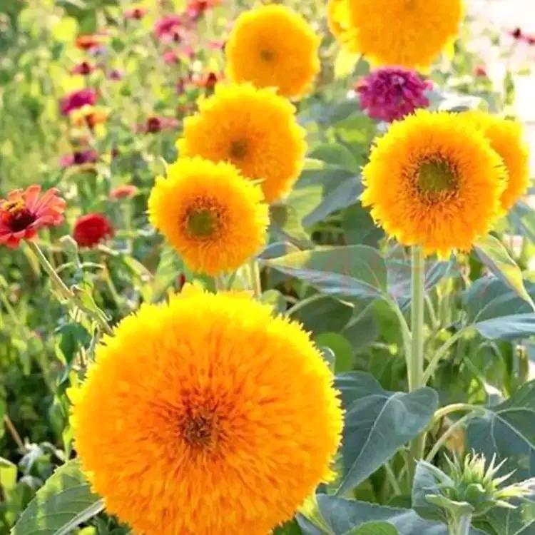 花朵美图｜温柔甜美的初吻、大丽花、耧斗菜花朵合集160张