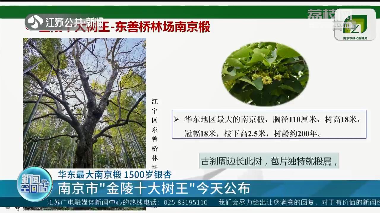 &ldquo;金陵十大树王&rdquo;公布 排名第一的南京椴为华东地区最大