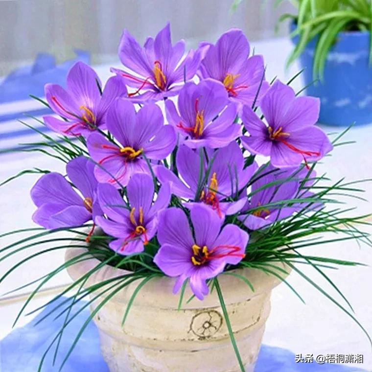 紫色郁金香微信头像图片