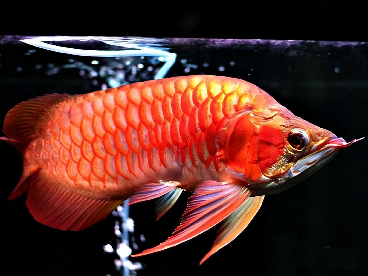 买了只二手金龙鱼二手金龙鱼交易