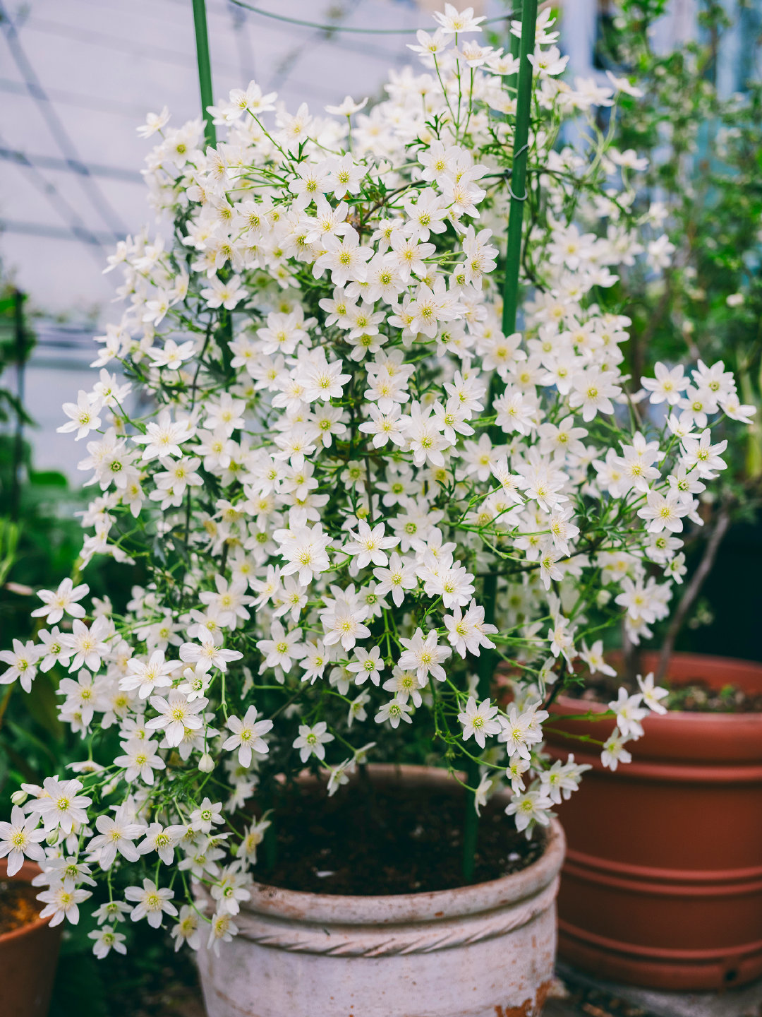 适合早春养的花 银币 花多如瀑布 又美又香 封闭阳台也能养 天天看点