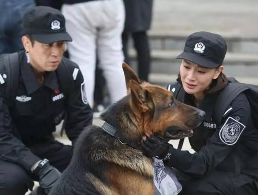 大学神仙专业火了，大三分配一只狗，大四就业不用愁，你心动了吗