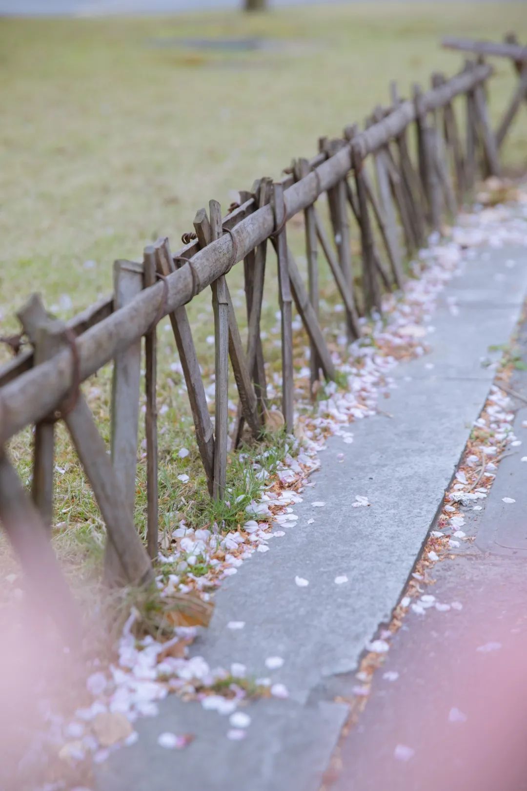 浙大樱雨，许你浪漫春光！每一张都可以做壁纸