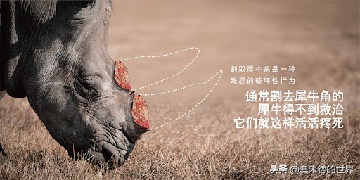 十种因人类活动而灭绝的动物，再见“长江女神”白鳍豚