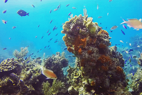 人类为什么只探索了5%的海洋？人类在深海中，发现了什么？