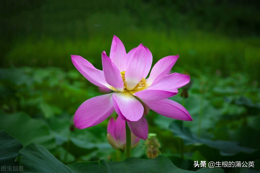 水生植物大全(水生植物有哪些圖片)