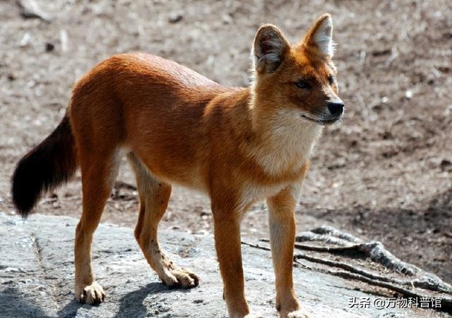 祁连山发现8只“红狗”！被称为猛兽之首，它真敢猎杀老虎？