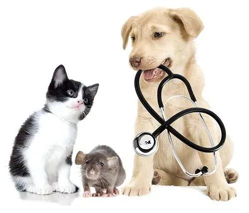 宠物医疗技术专业就业前景和就业方向