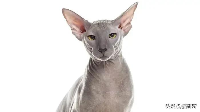 猫咪这么可爱!居然要制裁TA