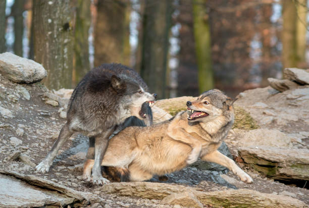 为什么狼喜欢杀死同类？狼行为学专家潜入狼群13年，揭开狼群秘密