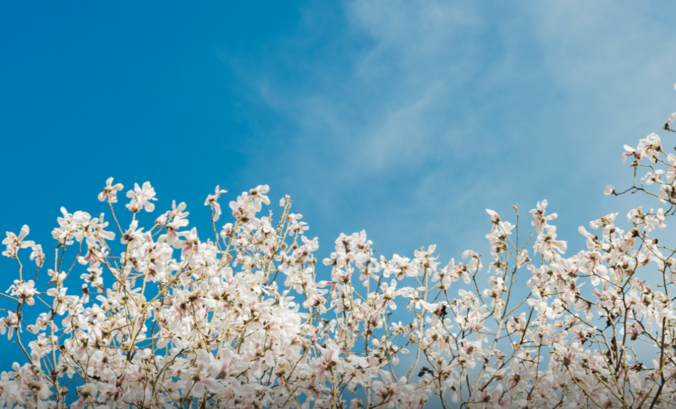 律师大学有哪些学校（全国政法类大学排名前十强）