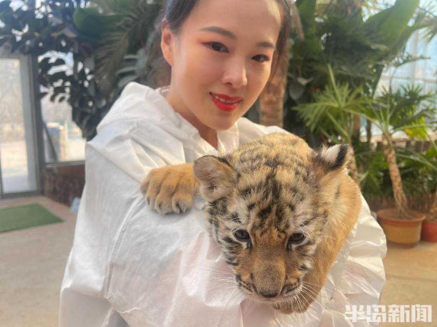 今天我是你丨对面有猛虎，即便是保姆，也无法共处，至于搂搂抱抱……想啥呢？