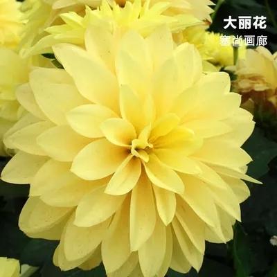 花朵美图｜温柔甜美的初吻、大丽花、耧斗菜花朵合集160张