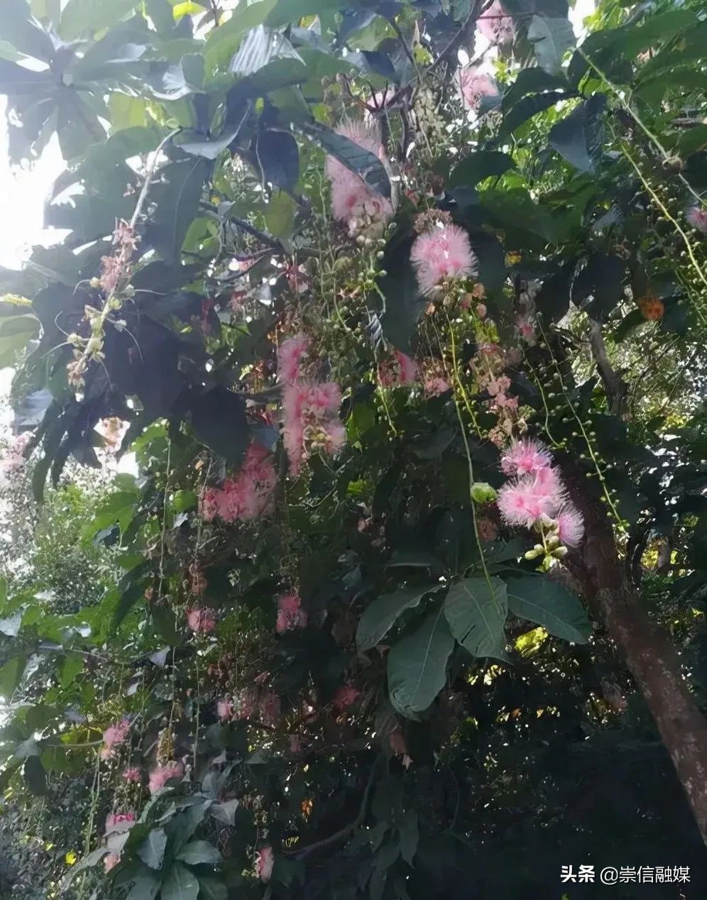 40款观花乔木,各有乾坤的开花高手