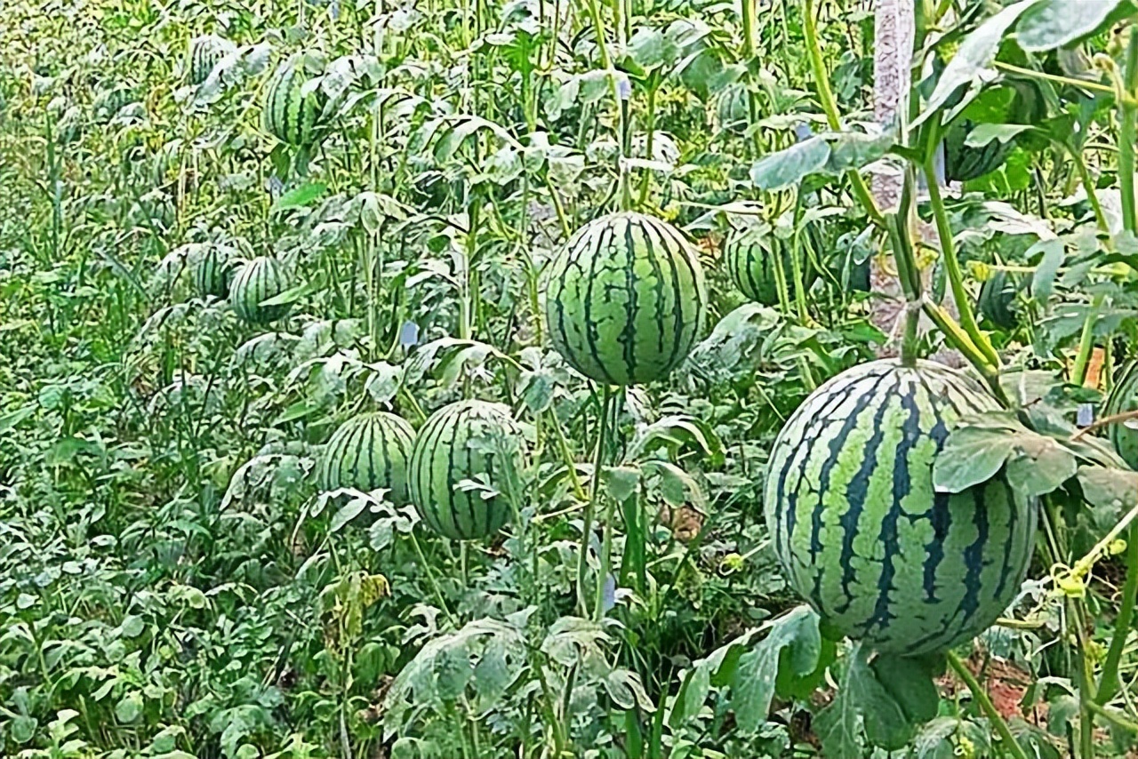 武汉三口之家：父女三人无血缘，父亲不是亲生的，妹妹不是亲妹妹