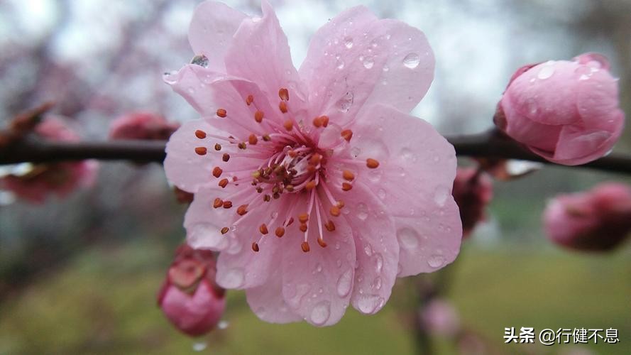 沾衣欲湿杏花雨：十二首著名的春雨诗词，展示大诗人的雨中情