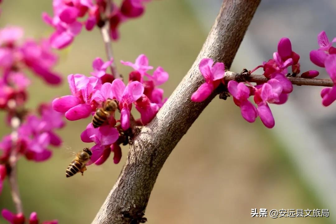 藏在江西大山里的诗意春色，美翻了