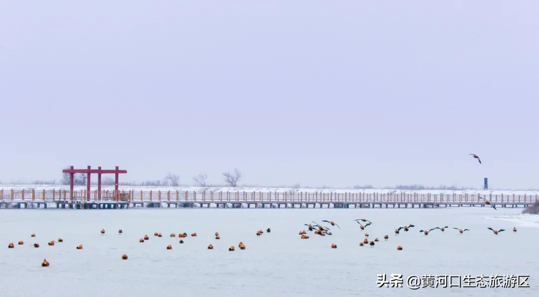 【黄河口生态旅游区】初雪悄临 静谧美好