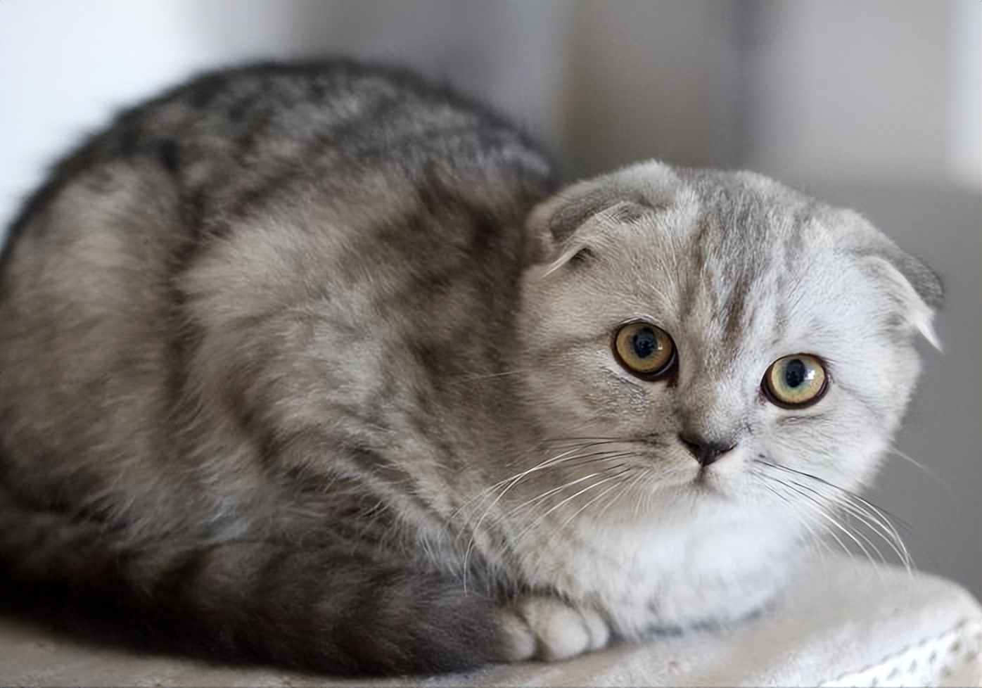 苏格兰折耳猫是一只非常"可怕"的猫咪,即使你很有钱,也不建议你去购买
