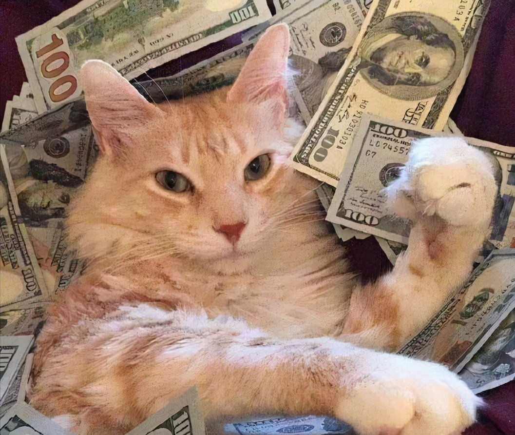 养猫一个月多少钱？