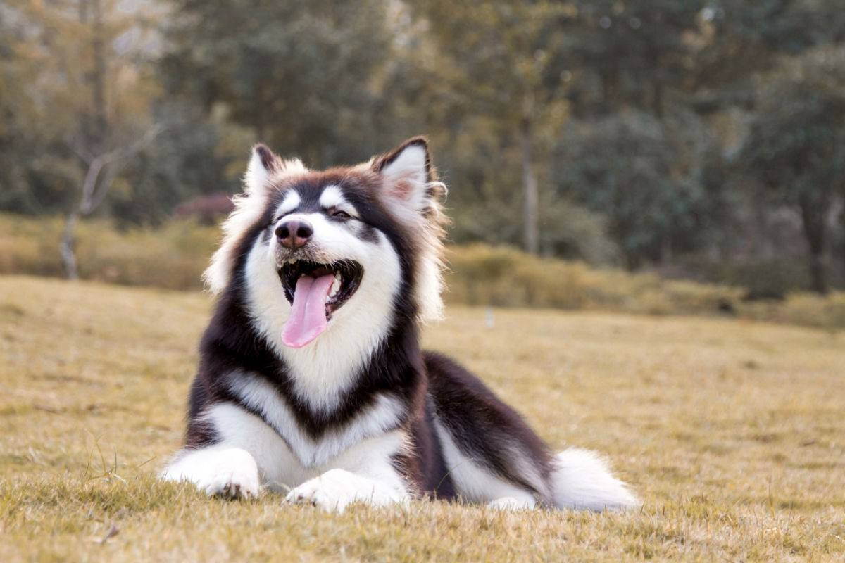 阿拉斯加犬的好与坏,别说你养它那么久,还没看明白