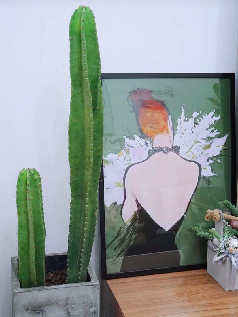 全网最火的12种高颜值绿植，杀手or圣手，就看这篇了