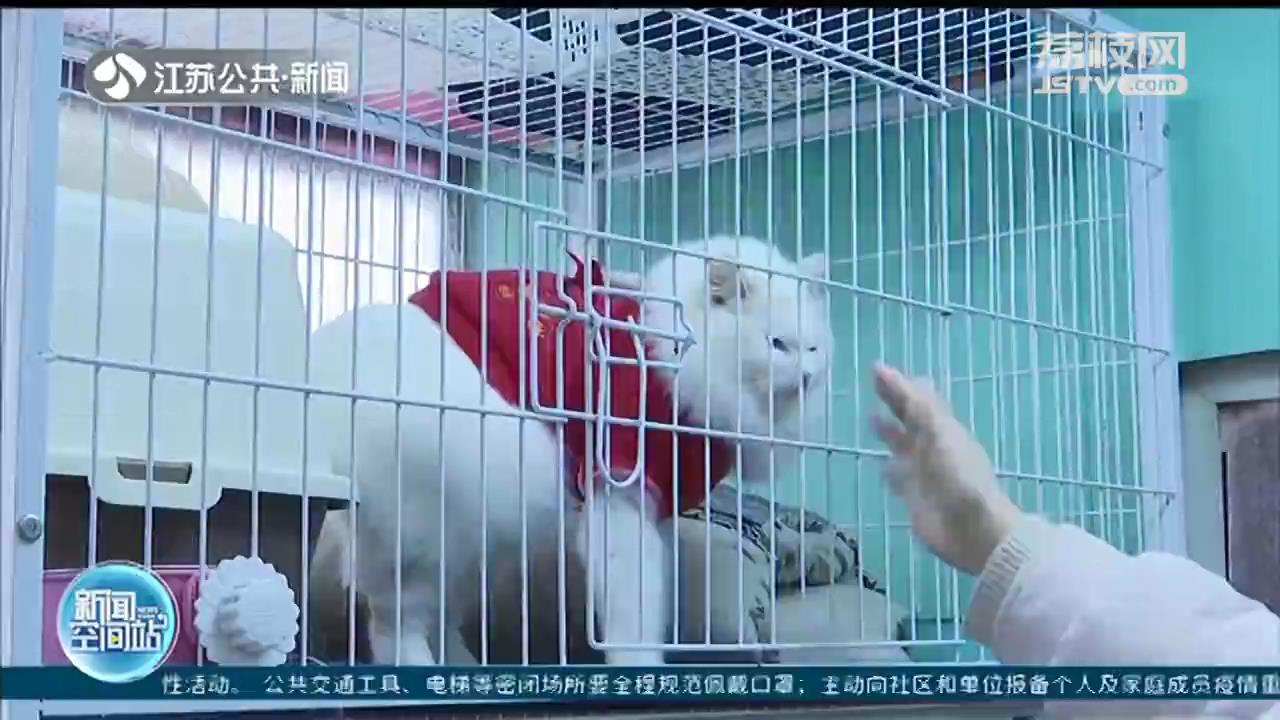 萌宠如何过大年？寄养服务迎高峰 宠物年货囤积热