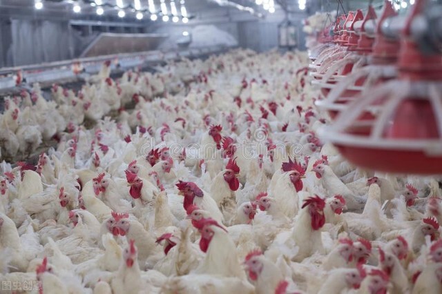 价格调整信息：3月19日，调整后的生猪、活牛、肉鸡收购均价