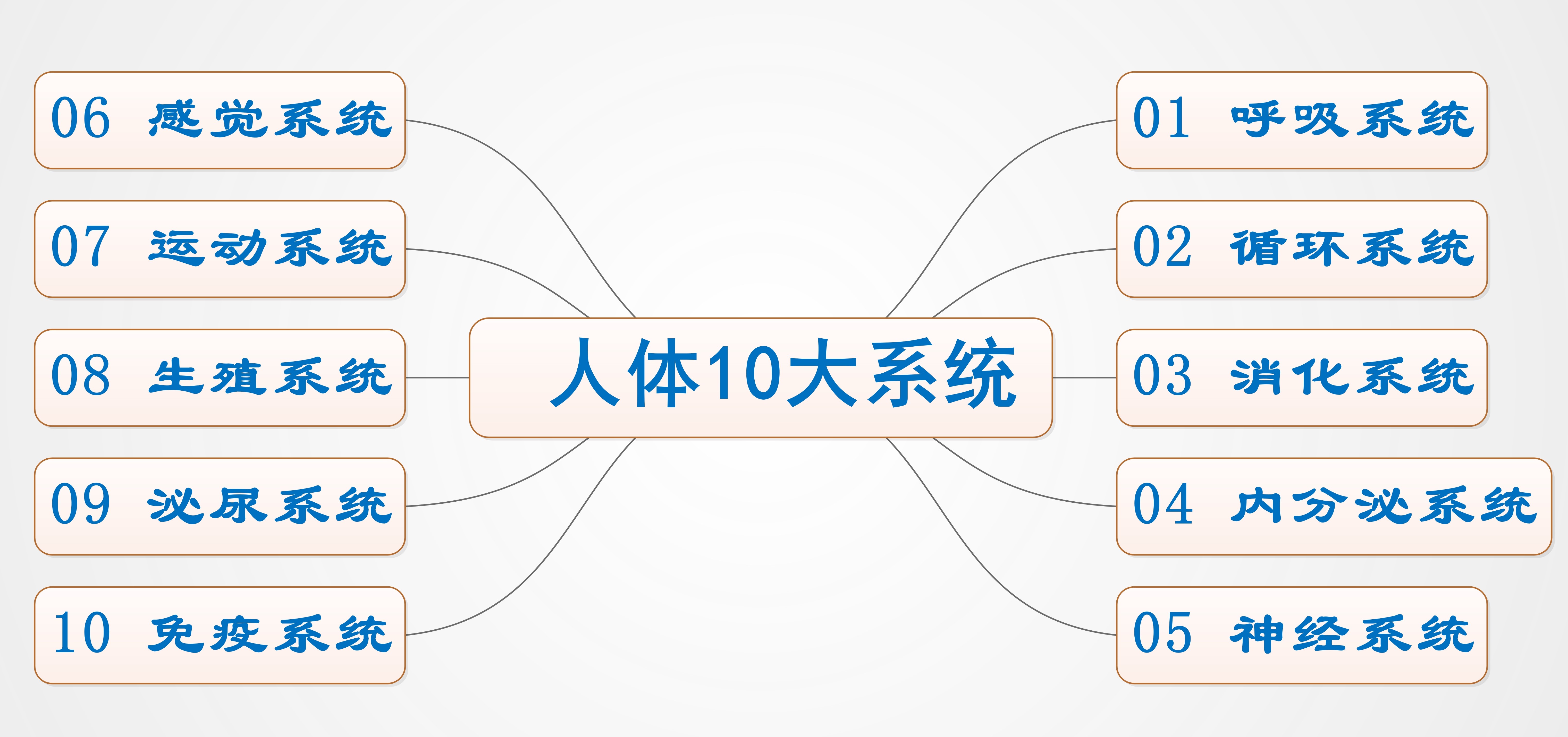 人体的八大系统是什么,人体的八大系统是什么还要按顺序吗