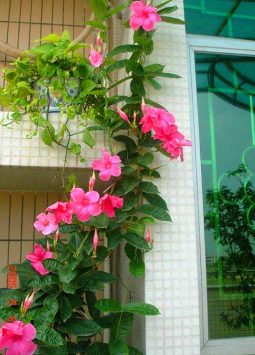 藤蔓图片高清(适合阳台养护的藤本花卉推荐)