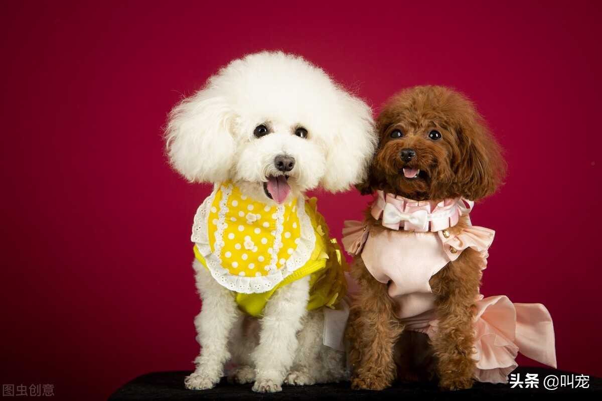 泰迪和比熊!如何区分"撞脸狗"?