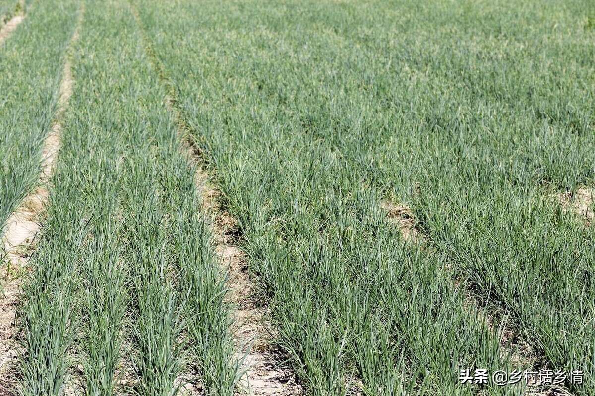 農業種植什么項目前景好掙錢多,