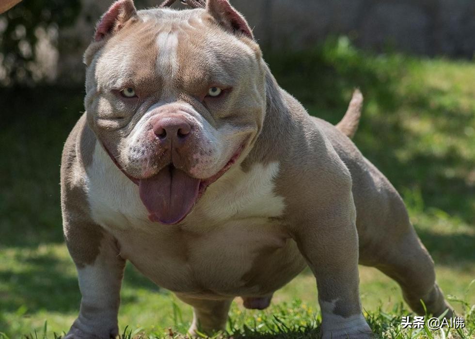 53个美国犬种背后的故事