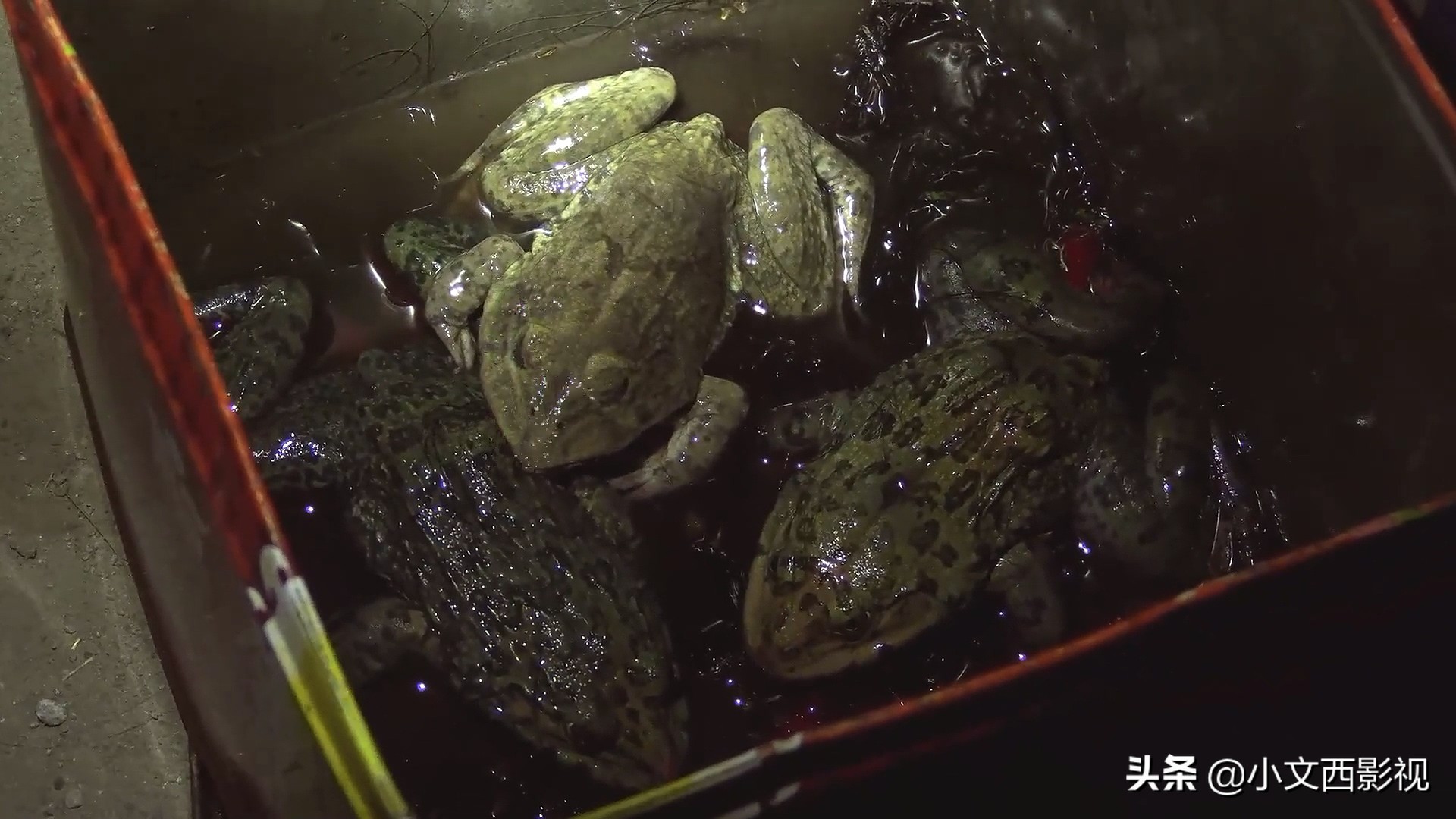 《咒》看完了吗，爆肝加急出稿，这绝对是一部细思极恐的恐怖佳作