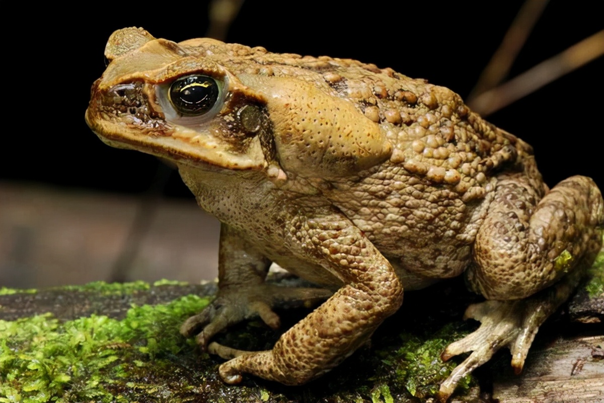 8万只癞蛤蟆,被判赔280万,蟾蜍为何不能抓?