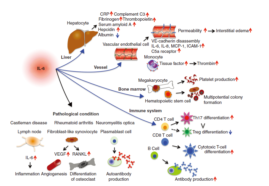 IL-6，至关重要的多功能细胞因子