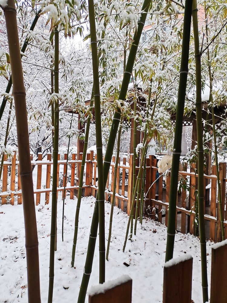 一场雪，让这里的春天真美 摄影/诗文：李武兵