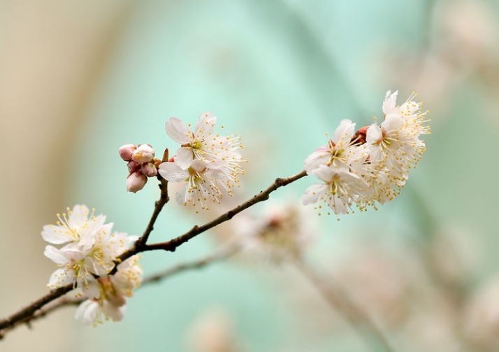 「诗词鉴赏」春有约 花不误，樱桃花竞相绽放，不负好春光