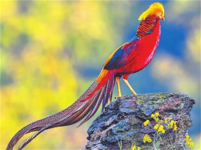 凤凰长什么样子的图片(神鸟凤凰真的存在吗) - 赤虎壹号