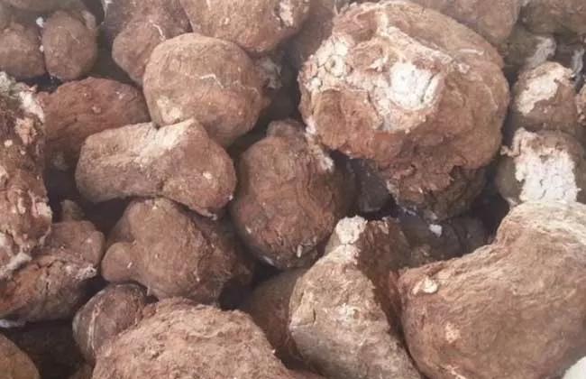 长得像甘薯，寄生在松树根部，被称“冷饭团”，一斤卖50，是啥？