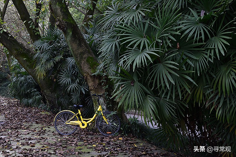 探秘重庆这座消失的“宇宙”大学，到处是荒废的宿舍楼