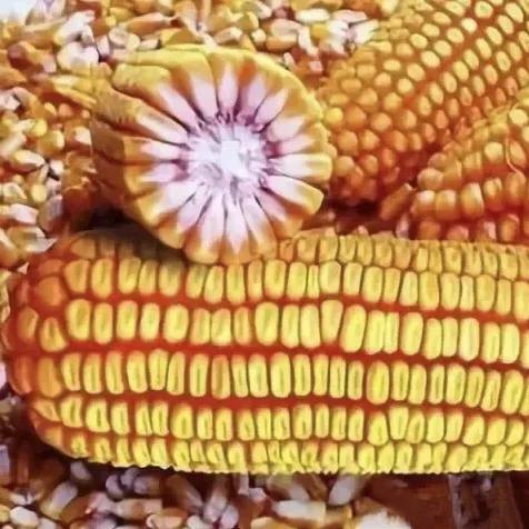 抗锈病抗倒伏,早熟耐密宜机收,高产玉米新品种登海518简介