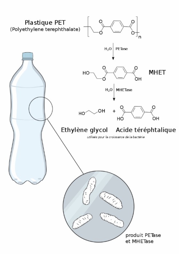 用微生物“吃掉”塑料垃圾，这可能吗？