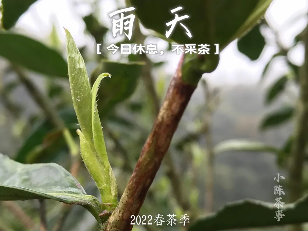 春茶季，太姥山间的春雨，总是和薄雾相伴在一起，滋润着一方茶山