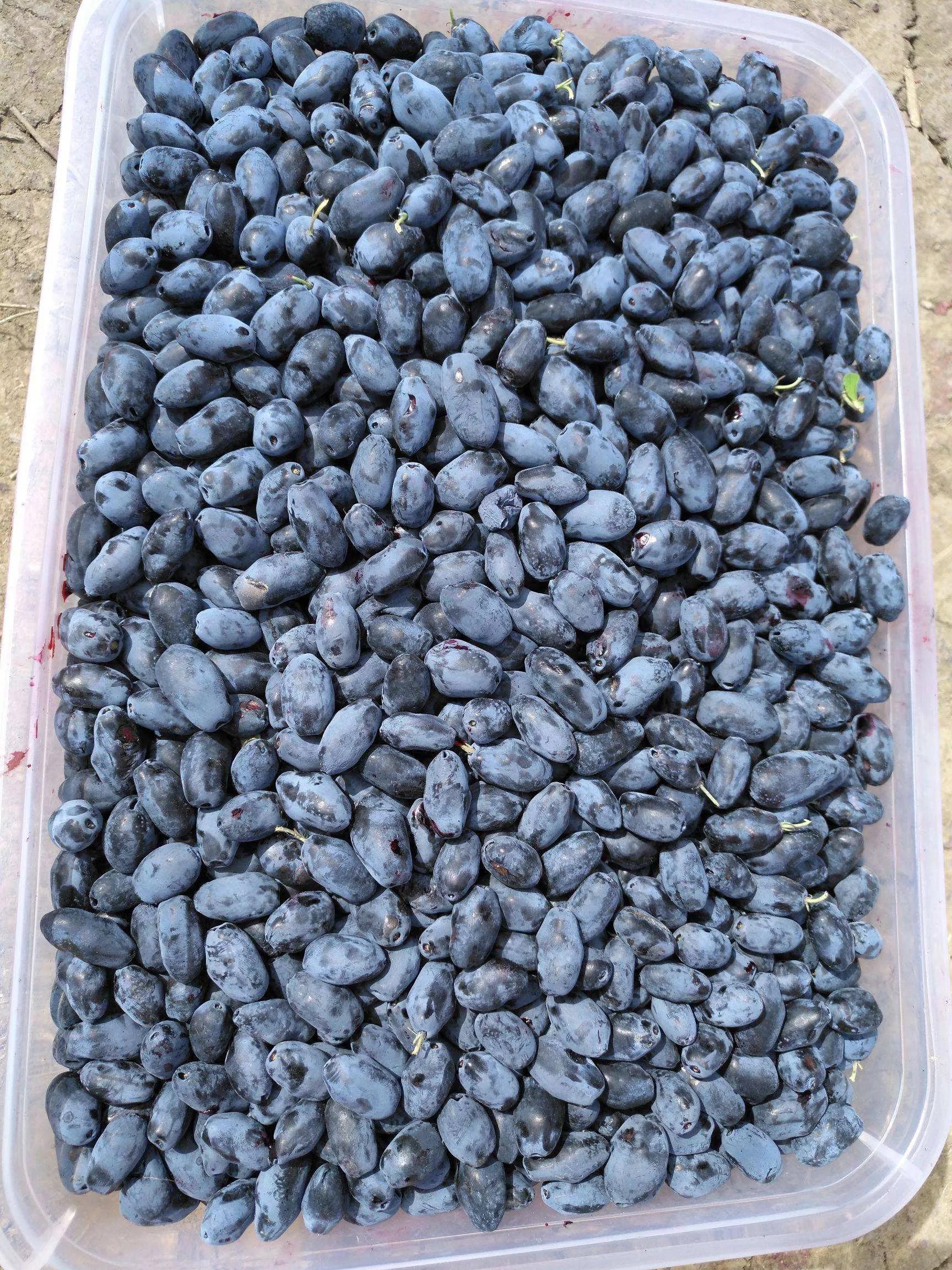 名称和分类地位蓝靛果是正式中名,这个名称出自《东北木本植物图志》