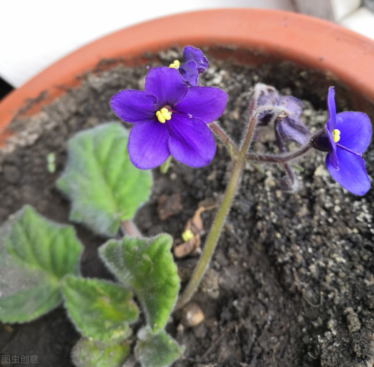 受骗的过程（短篇小说）